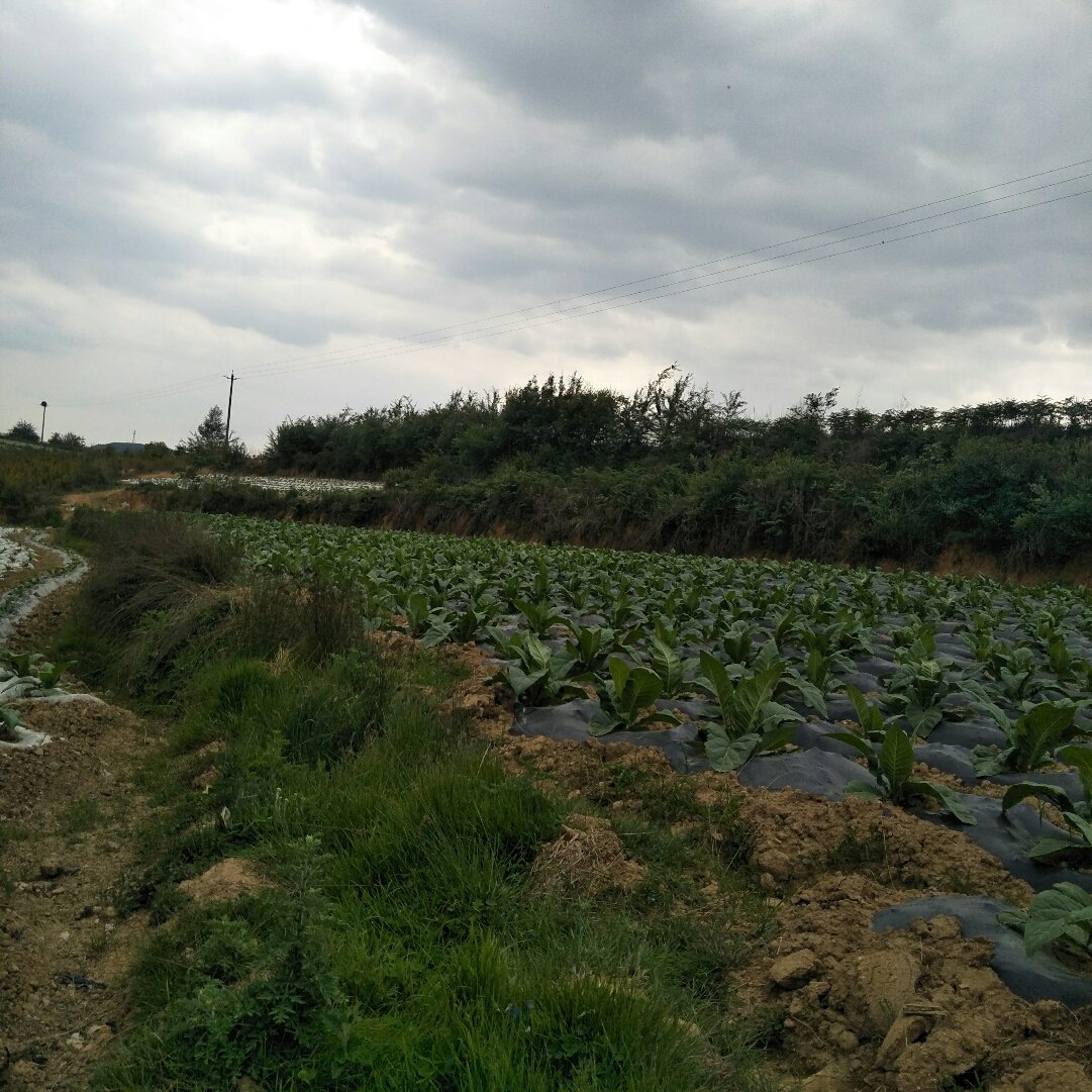 然塘村天气预报更新通知