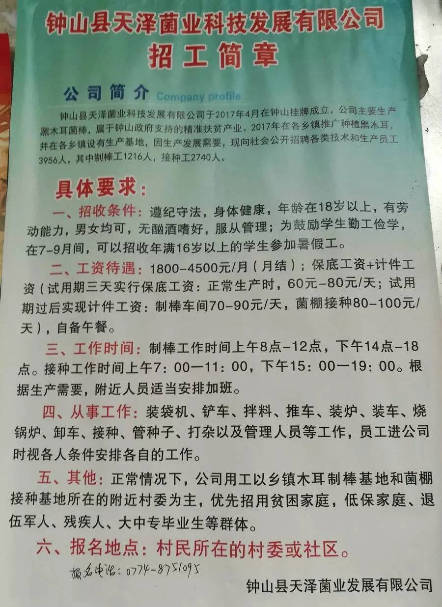 查村最新招聘信息及其社会影响分析